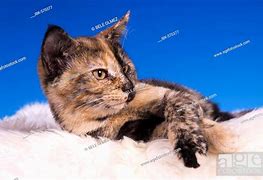 Image result for 4 Month Cat