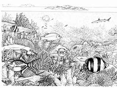 Image result for Coral Reef Illustration Landscape