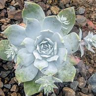 Image result for Dudleya Pulverulenta