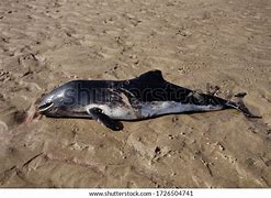 Image result for Dead Harbour Porpoise