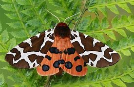 Image result for Moths in Trees