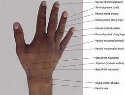 Image result for Dorsal Part of the Hand