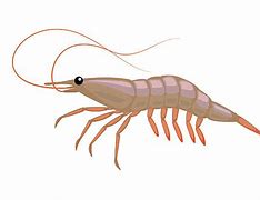 Image result for Krill Clip Art