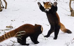 Image result for Red Panda Stance