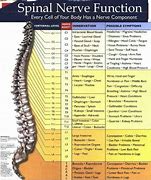 Image result for L5 Nerve Function