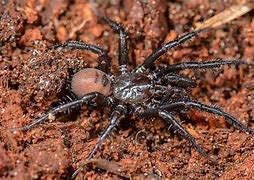 Image result for Antrodiaetidae