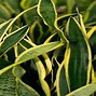 Image result for Money Plant Succulent