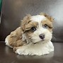 Image result for Cute Havanese Puppies