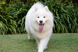 Image result for Fluffy Doggo