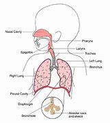 Image result for Childhood Pneumonia