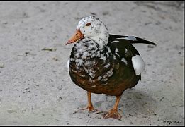 Image result for White-winged Wood Duck