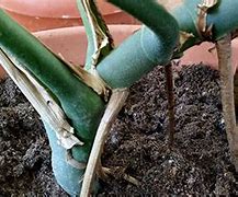 Image result for Aerial Roots