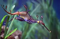 Image result for Sea Dragon Mythology