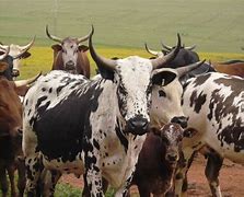 Image result for Nguni Spears