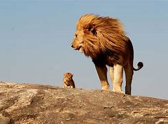 Image result for Male Lion with Cub Zoo