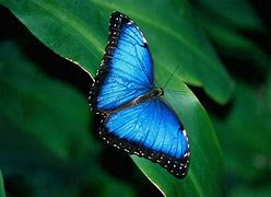 Image result for Butterfly Wallpaper Blue Desktop Computer