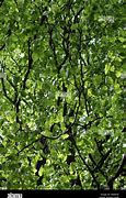 Image result for Greenery Leafy Branches