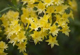 Image result for Bushes with Yellow Flowers Shrubs