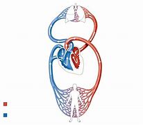 Image result for Circulatory System Blood Flow Diagram