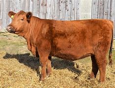 Image result for Angus Cattle