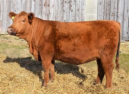 Image result for Red Angus Cattle