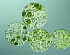 Image result for Algae Adaptations