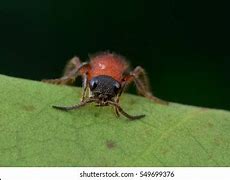 Image result for Red Velvet Ant