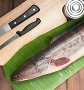 Image result for Charan Malayam Fish