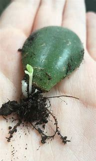 Image result for Baby Jade Plant