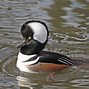 Image result for Hooded Merganser Black and White