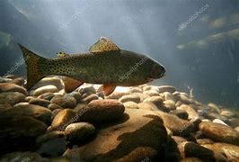 Image result for Trout Swimming