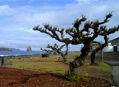 Image result for Azores Villages