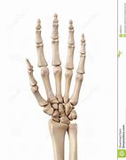 Image result for Ring Finger Bone Anatomy