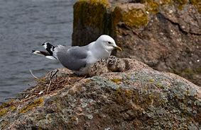 Image result for Who Eats Seagulls