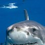 Image result for Dusky Shark