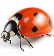 Image result for Ladybug Insect