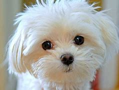 Image result for A Maltese