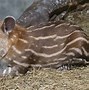 Image result for Tapir Habitat