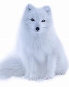 Image result for Arctic Fox HD