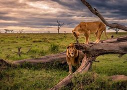 Image result for Wildlife Wall Placqus