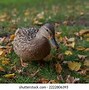 Image result for Cam Duck Camera