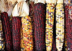 Image result for Hybrid Corn Seed