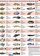 Image result for Ikan Laut Malaysia