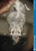 Image result for Rat Upside Down