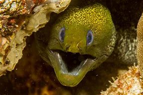 Image result for A Moray Eel