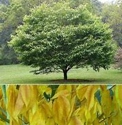 Image result for Maple Trees Variety