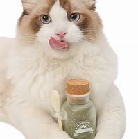 Image result for Cat On Catnip Tea