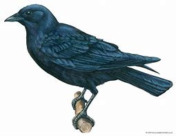 Image result for Crow Gazing