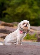 Image result for Maltese and Shih Tzu Mix