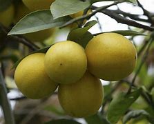 Image result for Lemon Tree with Thorns